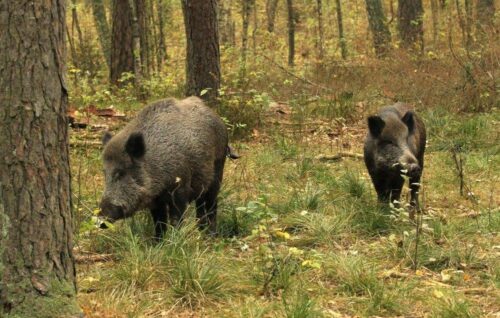 dziki, ASF, afrykańśki pomór świń, zagrożenie ASF, odształ dzików