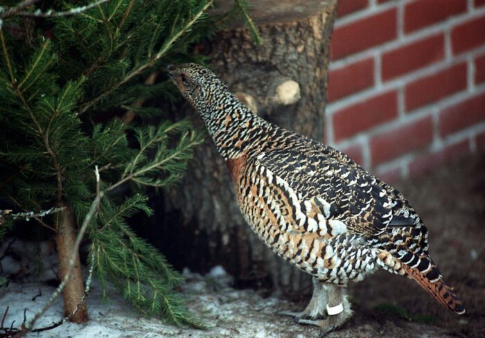 głuszec, puszcza augustowska, podlasie, odbudowa populacji głuszca