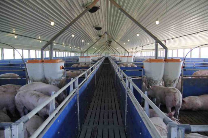 trzoda chlewna, Gobarto 500, produkcja zwierzęca, polska produkcja wieprzowiny