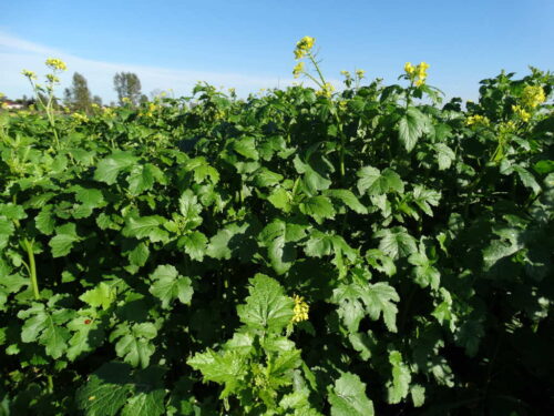 gorczyca biała, plantcaja, międzyplon ścierniskowy, Sahryń