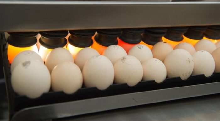 jaja, salmonella, jaja zakażone salmonellą, żywność, alarm, KE