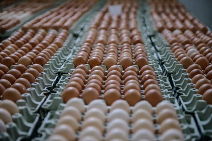 jaja, salmonella, jaja zakażone salmonellą, żywność, alarm, KE