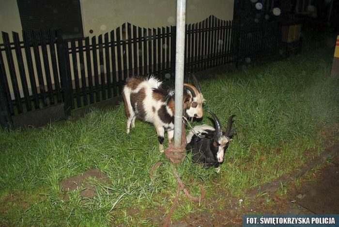 Suchedniów, powiat skarżyski, kozy w samochodzie, Jarosław Gwóźdź