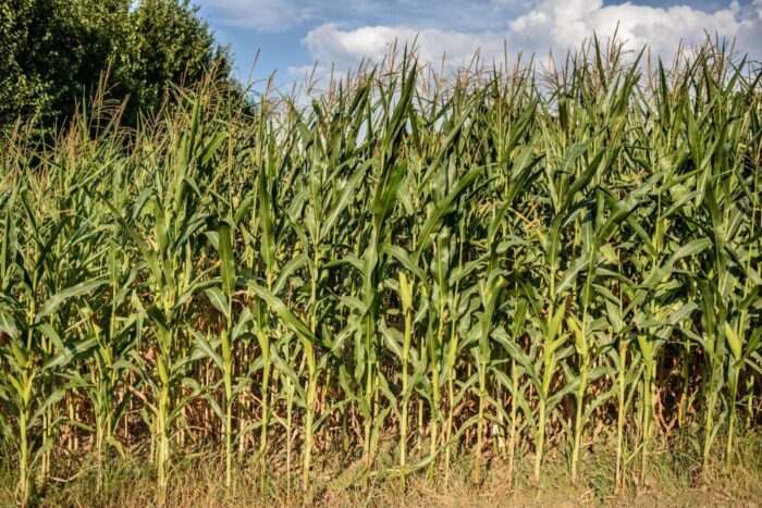 kukurydza, susza, uprawy kukurydzy, Polski Związek Producentów Kukurydzy, tadeusz michalski