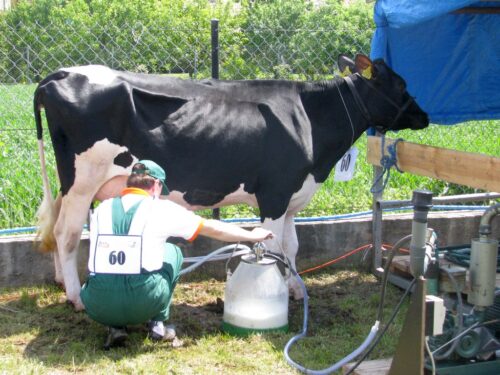 kwoty mleczne, nadprodukcja mleka, mleko, urzędy kontroli skarbowej, ceny mleka