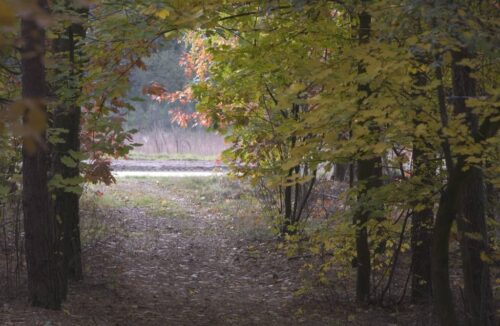 Lasy Państwowe, leśnicy, sarny, daniele, kasztany, dokarmianie zwierząt w lesie