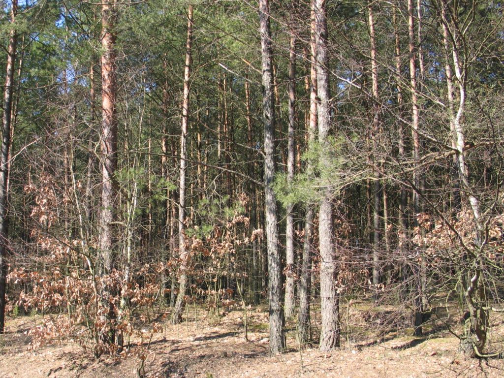 dorożała, lasy, kontrola społeczna, projekt ustawy