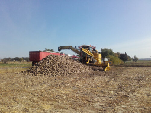 buraki cukrowe, pryzma, odbiór surowca