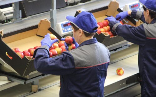 eksport żywności, sektor rolno-spożywczy, agrobiznes, żywność