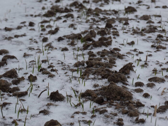 pszenica, Sahryń, termin siewu