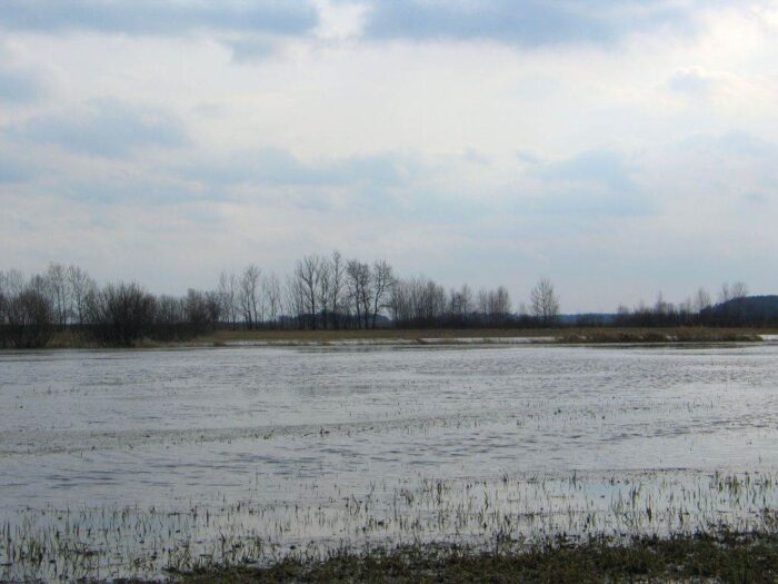 zalanie pól, straty rolników, zalanie pastwisk, wielkopolskie, uprawy warzywne