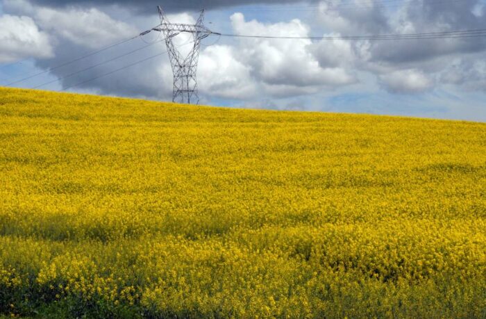 rzepak, uprawa rzepaku, biopaliwa, żywność, Ministerstwo Energii