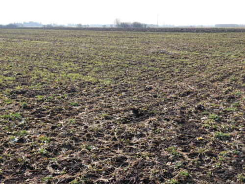 rzepak, przezimowanie, Sahryń