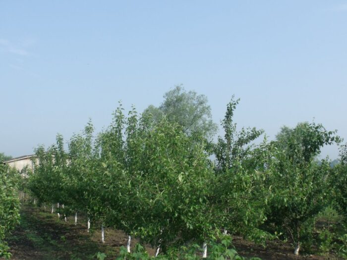 sadownictwo, sadownicy, sady, redukcja sadów, rynek owoców