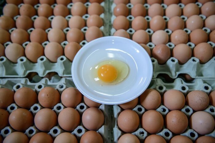 Salmonella w jajach