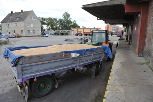 zboża, skup zboża, ceny zbóż, pszenica, kukurydza, jęczmień, Izba Zbożowo-Paszowa