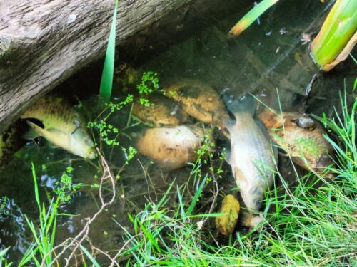 kanał gliwicki, odra, śnięte ryby, martwe ryby