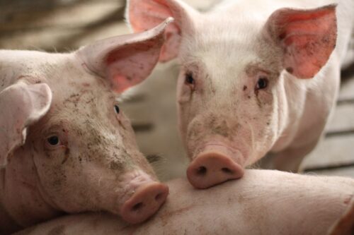 wieprzowina, eksport wieprzowiny, cena wieprzowiny, produkcja wieprzowiny, mięso