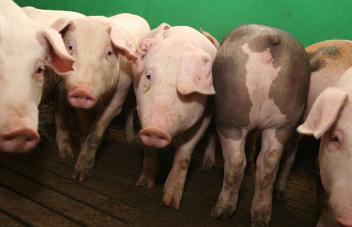 spis zwierząt, trzoda chlewna, bydło, drób, KRIR, nowe zasady identyfikacji i rejestracji zwierząt