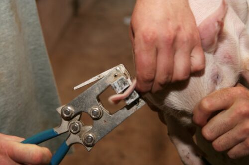 Instytut Ekonomiki Rolnictwa i Gospodarki Żywnościowej, poglowie świń w polsce, trzoda chlewna