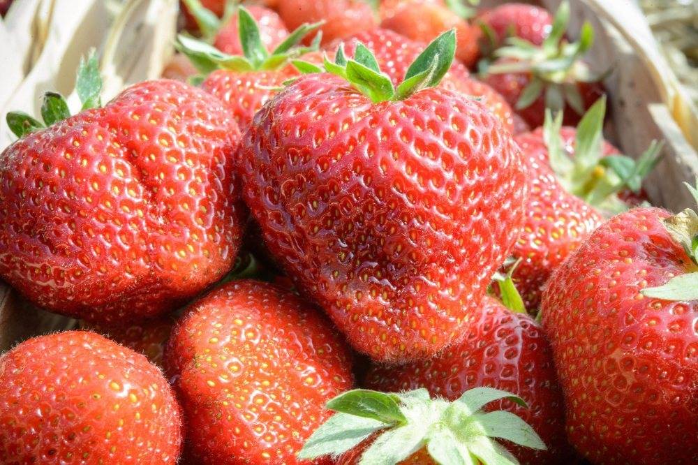 truskawki, ceny, truskawki mrożone, agrobiznes,