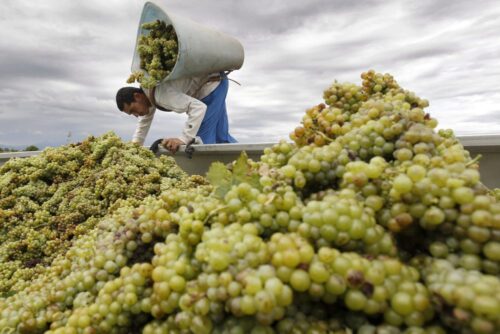 francja, wino, winogrono, zbiory winogron, winobranie