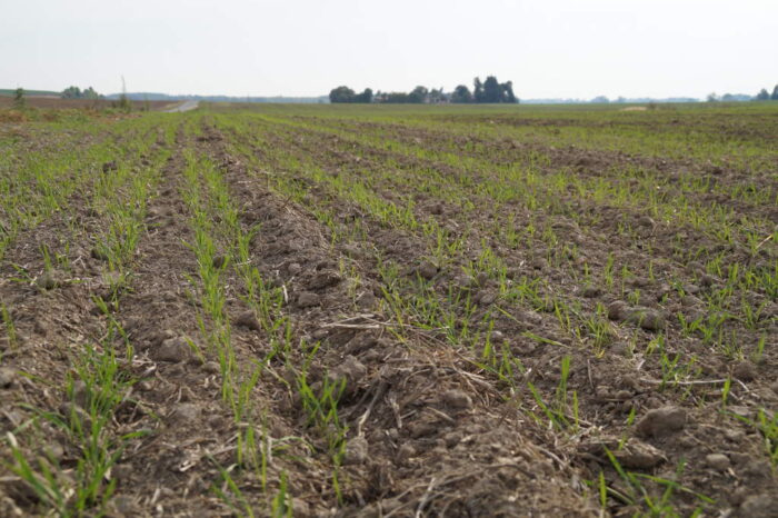 pszenica ozima, wschody, Brodzica