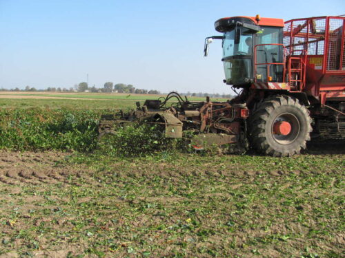 liście buraków, kombajn, zbiór buraków, Sahryń