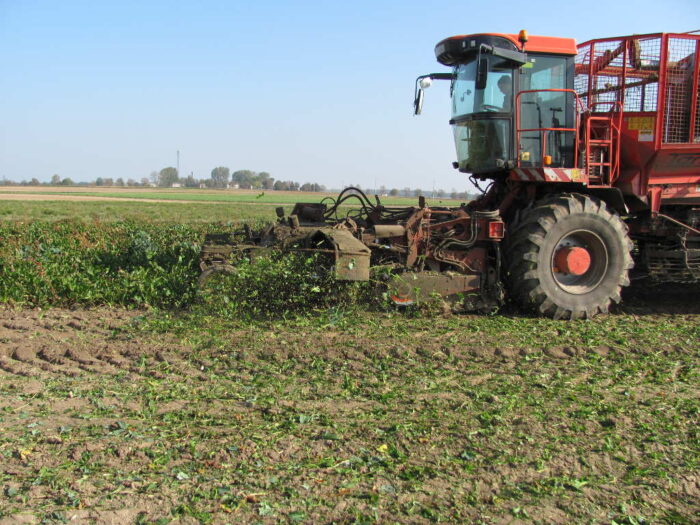 liście buraków, kombajn, zbiór buraków, Sahryń