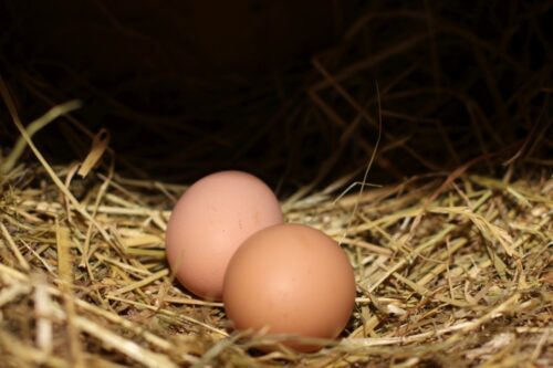 jaja wylęgowe, pisklęta, z Polski,