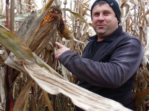 Arkadiusz Matycz, kukurydza