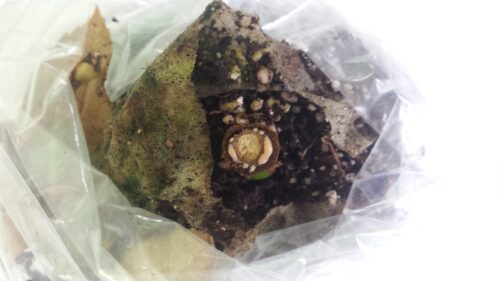 piorin, ogrodnictwo, Państwowa Inspekcja Ochrony Roślin i Nasiennictwa, róża, bakteria ralstonia