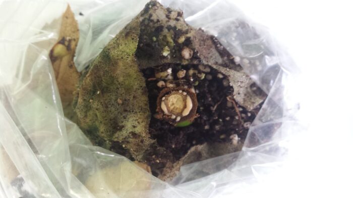 piorin, ogrodnictwo, Państwowa Inspekcja Ochrony Roślin i Nasiennictwa, róża, bakteria ralstonia