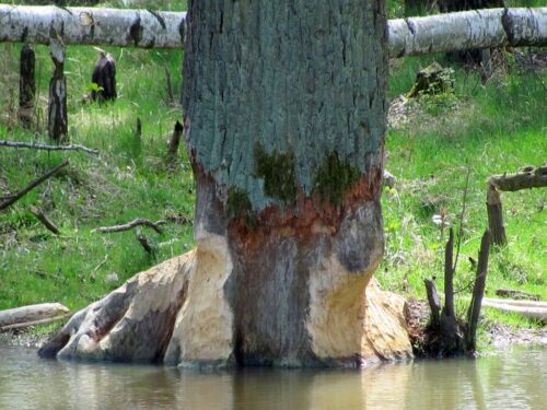 bobry, populacja bobrów, odstrzał bobrów, mazowsze, straty wyrządzane przez bobry