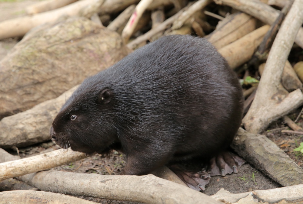 bobry, populacja bobrów, odstrzał bobrów, straty wyrządzane przez bobry, podlasie