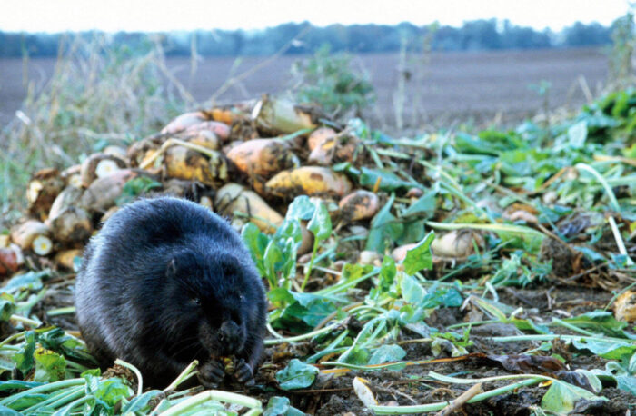 bobry, populacja bobrów, odstrzał bobrów, straty wyrządzane przez bobry, warmia i mazury