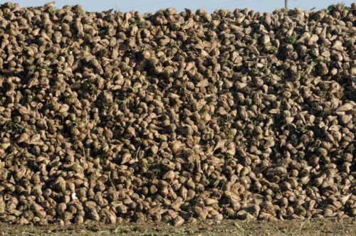 Grupa Südzucker, burak cukrowy, uprawa buraka cukrowego, plantatorzy buraków cukrowych