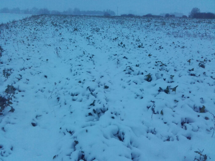buraki cukrowe, Sahryń, śnieg