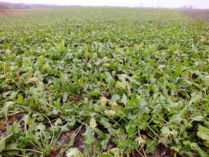 buraki, plantacja, Chełmszczyzna