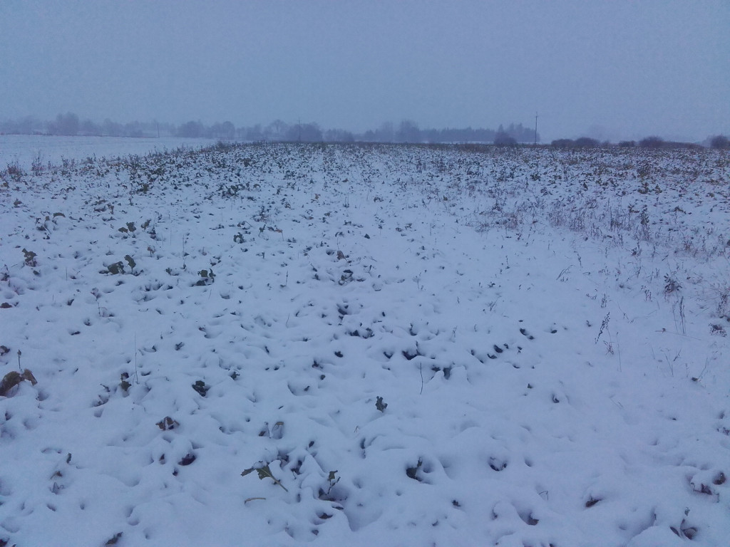 buraki cukrowe, Sahryń, śnieg