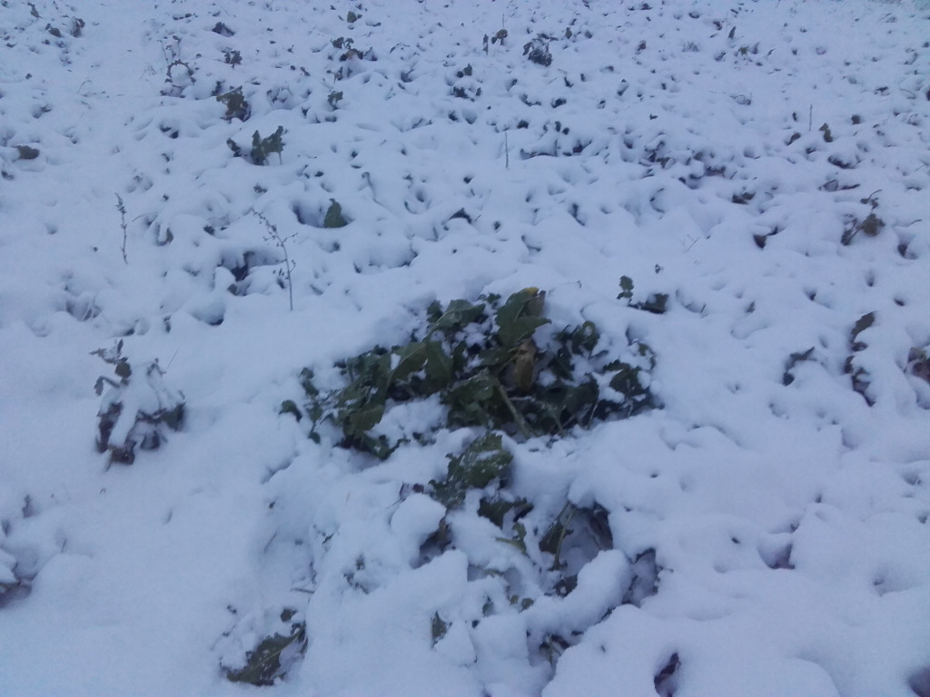buraki cukrowe, Sahryń, śnieg