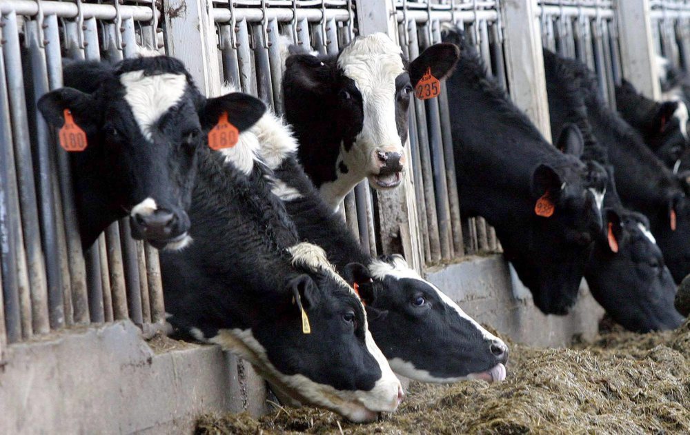 gmo, pasze gmo, pasze, ewa lech, senat, producenci pasz, Krajowa Izba Producentów Drobiu i Pasz