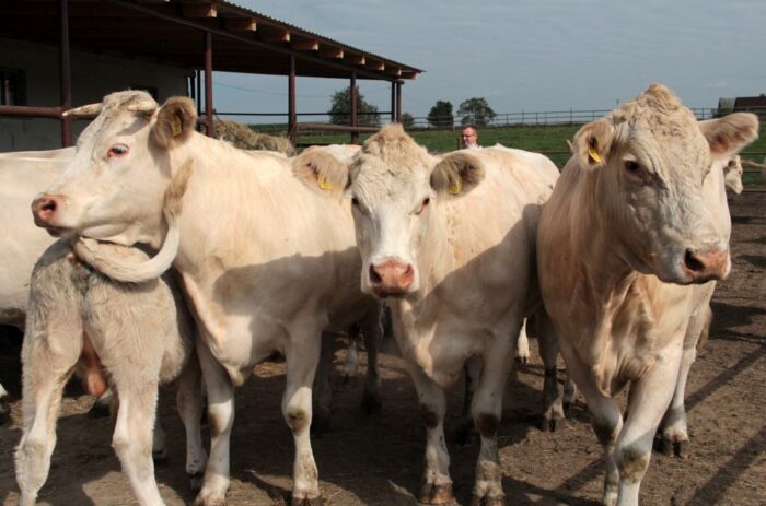 mięso wołowe, wołowina, spożycie, Polska