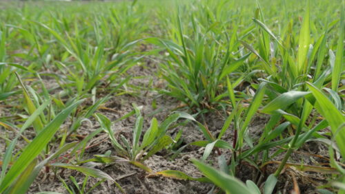 chwasty, żyto, plantacja