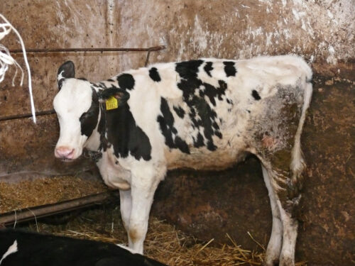 rozród cielęta urodzenia