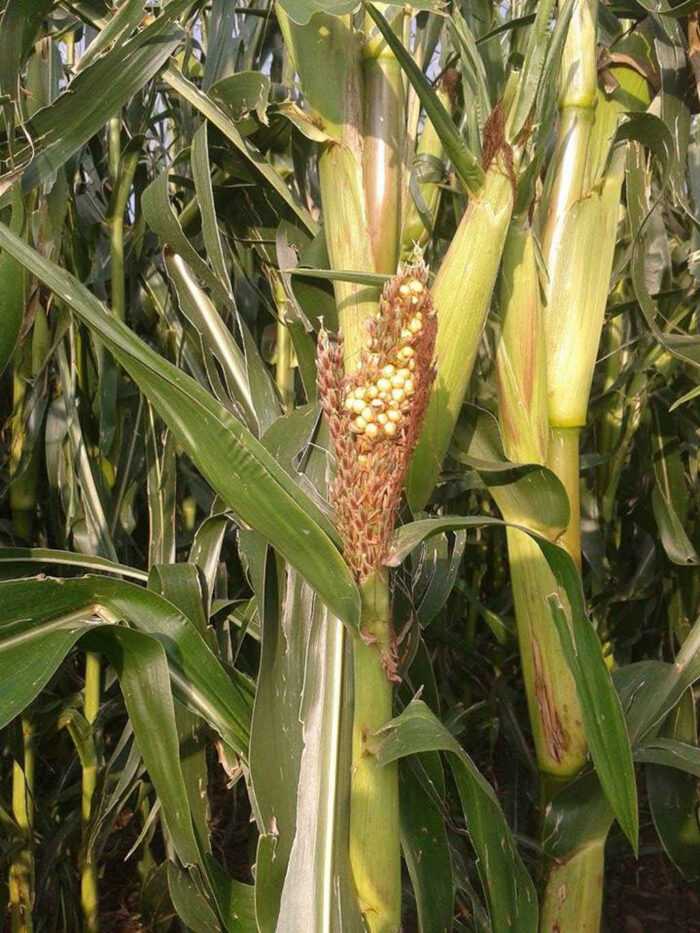 kukurydza, kolby, deformacje