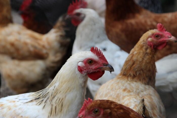 ceny mięsa, mięso, drób, wieprzowina, wołowina, rynek mięsa