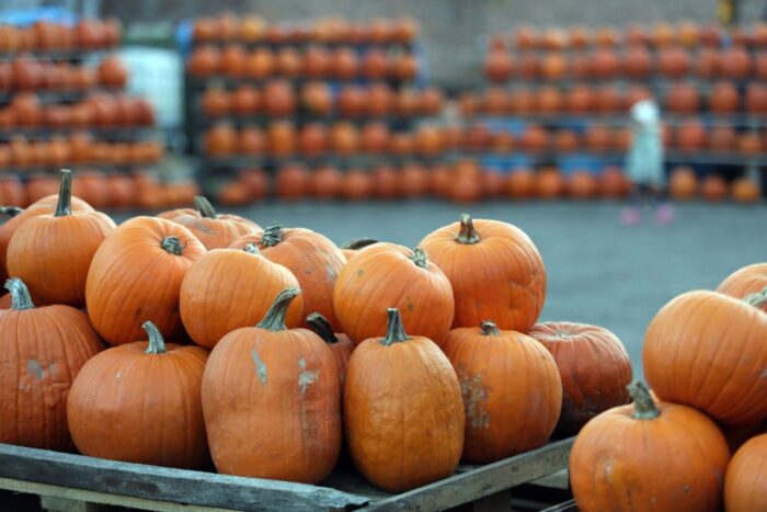 Lista Produktów Tradycyjnych, przysmaki regionalne, żywność regionalna, żywność tradycyjna, lubuskie, musztarda z dyni