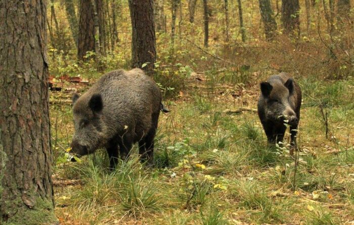 dziki, liczenie dzików, ASF, afrykański pomór świń, podlaskie, padłe dziki