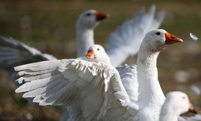 ptasia grypa, dania, gęsi, wirus H5N8, Alsgarde, drób